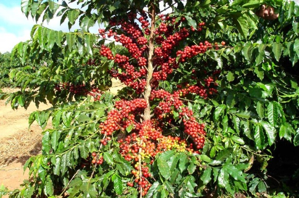 Acaiá Cerrado